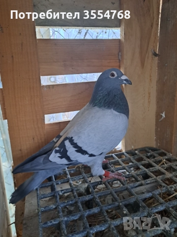 Продавам спортни гълъби , снимка 8 - Гълъби - 52929378