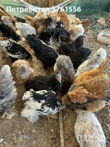 млади ярки и петлета, снимка 15 - Кокошки и пуйки - 51394383