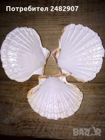 Океански миди