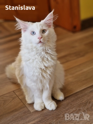 котенца Мейн Куун, снимка 4 - Мейн кун - 52773357