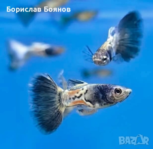 Гупа Blue Metal snake skin 