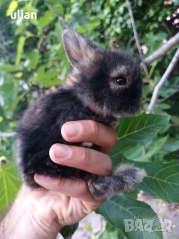 Продавам мини зайчета, снимка 1