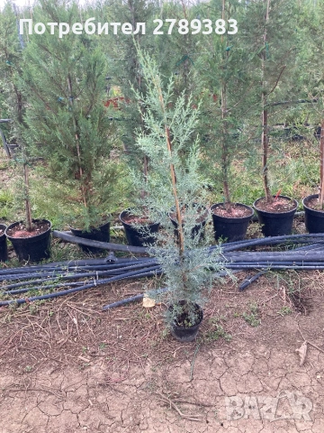 Аризонски Кипарис