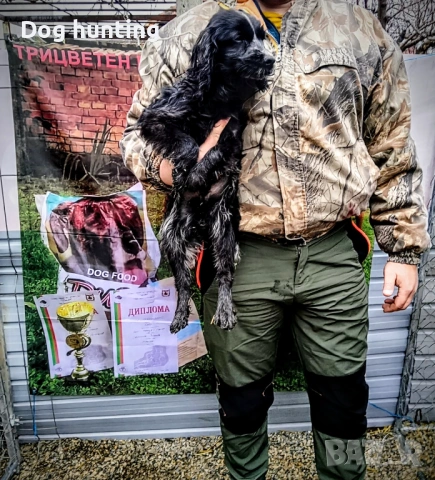 Кокер-бретон шпаньол, снимка 2 - Шпаньоли - 53469114