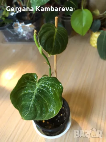 Philodendron Melanochrysum , снимка 2 - Стайни растения - 49923283