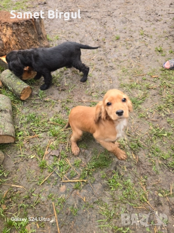 Кученца, снимка 12 - Кокер шпаньол - 52924895