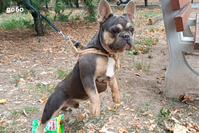 Мъжки френски булдог за разплод , снимка 7 - Френски булдог - 51306483