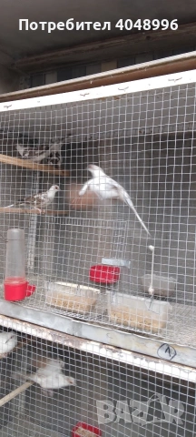 Диамантени гугутки, снимка 8 - други­ - 53403292