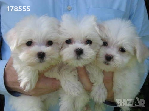 Мини малтийски болонки!!!