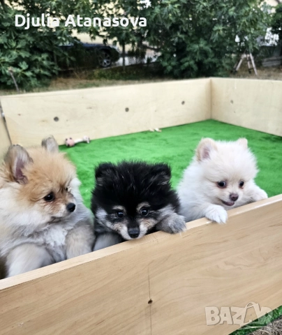 Продавам померанчета, снимка 2 - Померан - 51719440