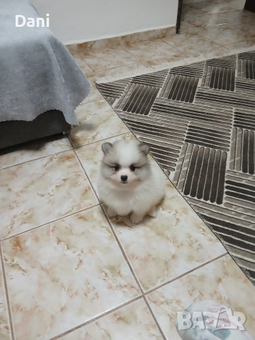 Mini Pomeran , снимка 6 - Померан - 52887662