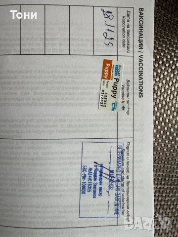 Френски Булдог French Bulldog Blue, снимка 5 - Френски булдог - 52380915