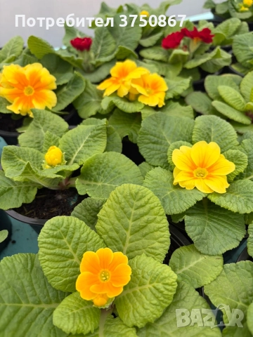 💞🌿🌸 Едроцветна Иглика , снимка 7 - Градински цветя и растения - 52983558