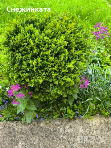 Чемшири- 30-100лв, снимка 2 - Градински цветя и растения - 49939319