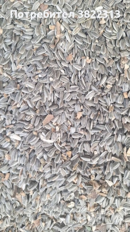 Продавам слънчоглед шарен хайсън