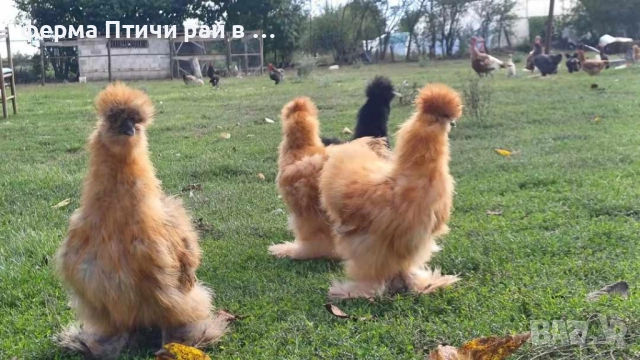 петлета американска копринка, снимка 3 - Кокошки и пуйки - 51691092