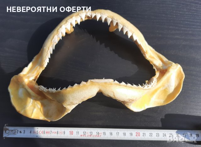 100 % Истинска Челюст Бяла акула с Разрешително по CITES, снимка 5 - Други ценни предмети - 43410724