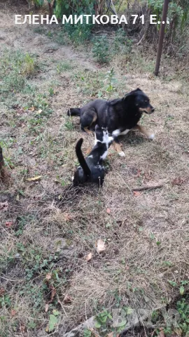 Подарявам уникално куче, снимка 5 - Други - 22184631