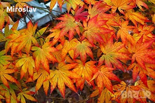 Японски клен(Катсура)\Acer palmatum Katsura, снимка 6 - Градински цветя и растения - 39938257