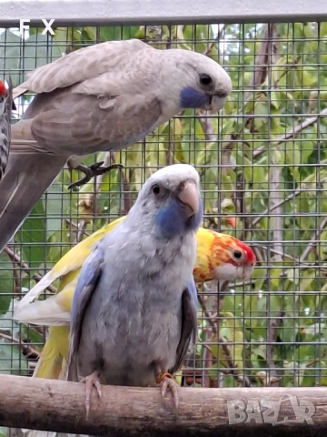 penantovi rozeli   , снимка 10 - Папагали - 51343821