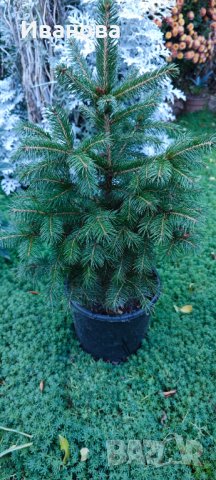 Елхички в саксия, снимка 10 - Градински цветя и растения - 43145334