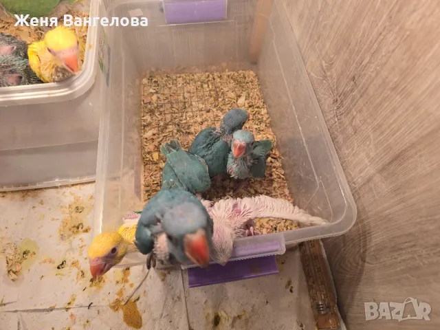 Ексклузивна цена до 1 юни Топ.. Малък александър., снимка 3 - Папагали - 50437180