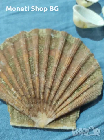 Океански дарове., снимка 5 - Други ценни предмети - 49015596