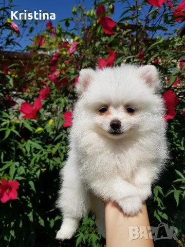 Померан померани свободни !, снимка 3 - Померан - 51308616