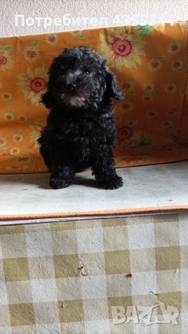 Пудели, снимка 5 - Пудели - 52558239