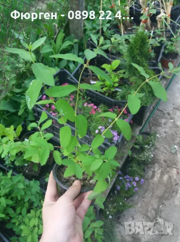 Лоницера Камчатика Зойка - Майска боровинка, снимка 3 - Разсади - 48785552