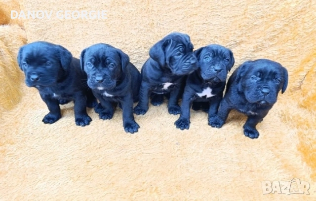 Кане Корсо с Паспорт и 2 Ваксини !