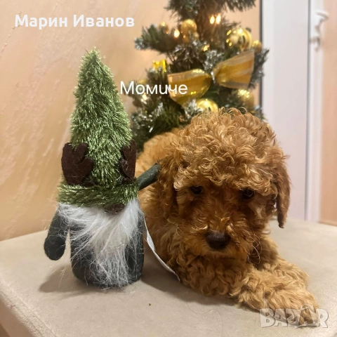 Мини пуделчета с две ваксини!, снимка 2 - Пудели - 52806037