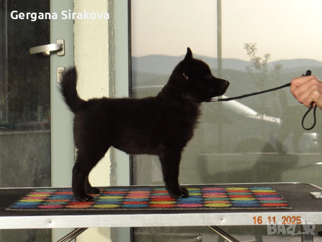 Шиперке - уникални малки кучета, снимка 3 - Други - 52115812