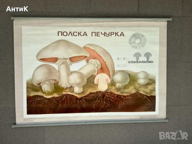 Соц Учебни Плакати Табла Постери Гъби