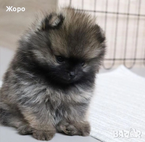 Померан мъжки и женски 