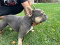 Мъжки френски булдог , снимка 3