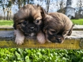 бебета Пекинез , снимка 4