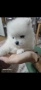 мини померан, снимка 7
