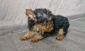 Йорки мини , снимка 2
