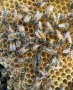  Пчелни отводки, снимка 1 - За пчели - 43980958