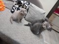 Шотландски клепоухи котенца на 2 месеца, снимка 13