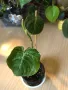 Philodendron Melanochrysum , снимка 2