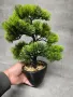 Бонзай , Бонсай, снимка 1