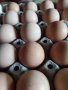 Пресни домашни яйца, снимка 1 - Кокошки и пуйки - 43389871