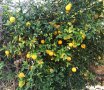 Портокал трилистен,Poncirus trifoliata, семена и растения, снимка 6