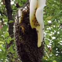Пчелен мед на едро, директно от производител, реколта 2023 , снимка 6 - Пчелни продукти - 26607421
