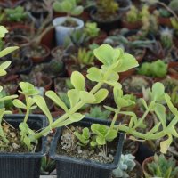 Седум (Sedum rhodocarpum), снимка 1 - Стайни растения - 37398331