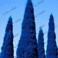 100 бр. семена кипарис синя елха бор сини иглолистни кипарисови дървета бонсай екзотични за градина , снимка 11 - Сортови семена и луковици - 28955046