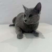 Продавам родословни котета - руска синя, снимка 6 - Руска синя котка - 42625659