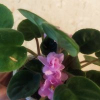 Теменужки розов цвят , снимка 1 - Стайни растения - 43236680